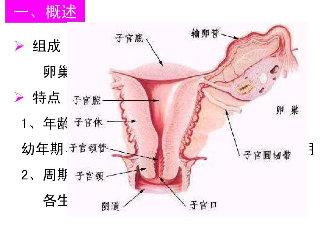 组织学与胚胎学 第19章 女性生殖系统