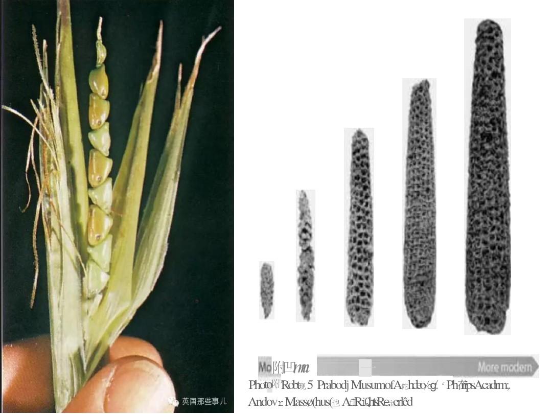 鲜食玉米发展动态及趋势(鲜食玉米过去、现在、未来)-北京农林院赵久然研究员