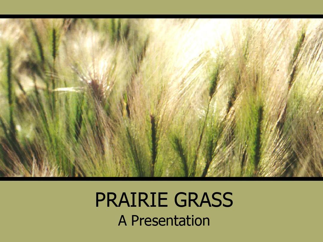 【精品模板】精美大自然PPT模板prairie_grass022