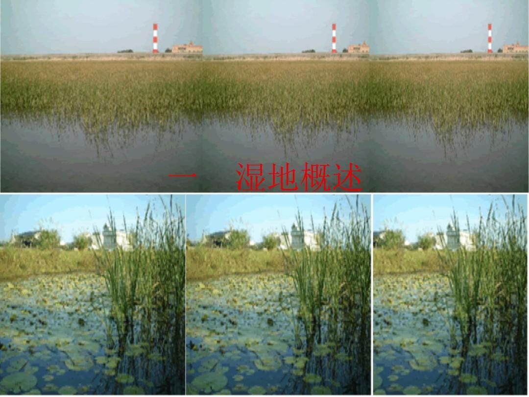 湿地生态修复理论和技术