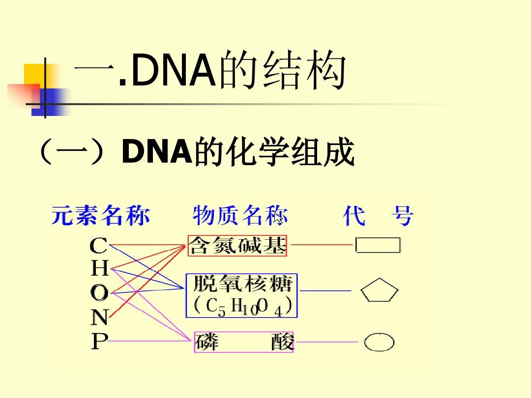 人教版教学课件必修2 DNA的结构和复制