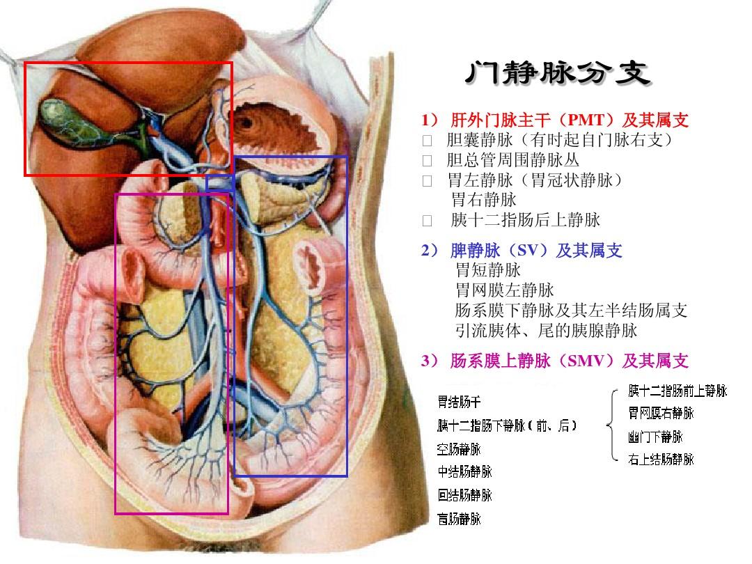 腹部血管解剖
