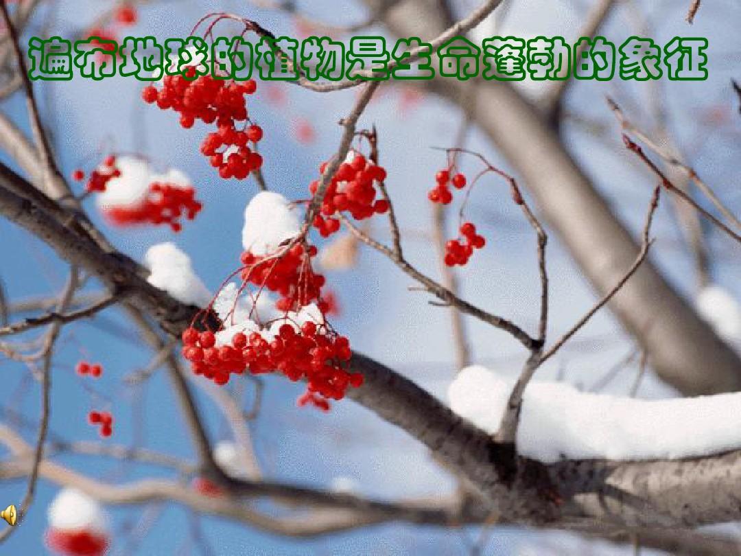 2013年七年级科学上册 2.5.1 常见的植物课件 浙教版