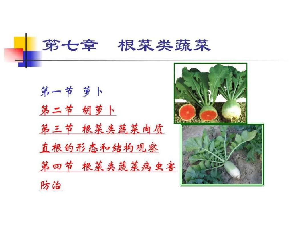 根菜类蔬菜种植技术图文.ppt1