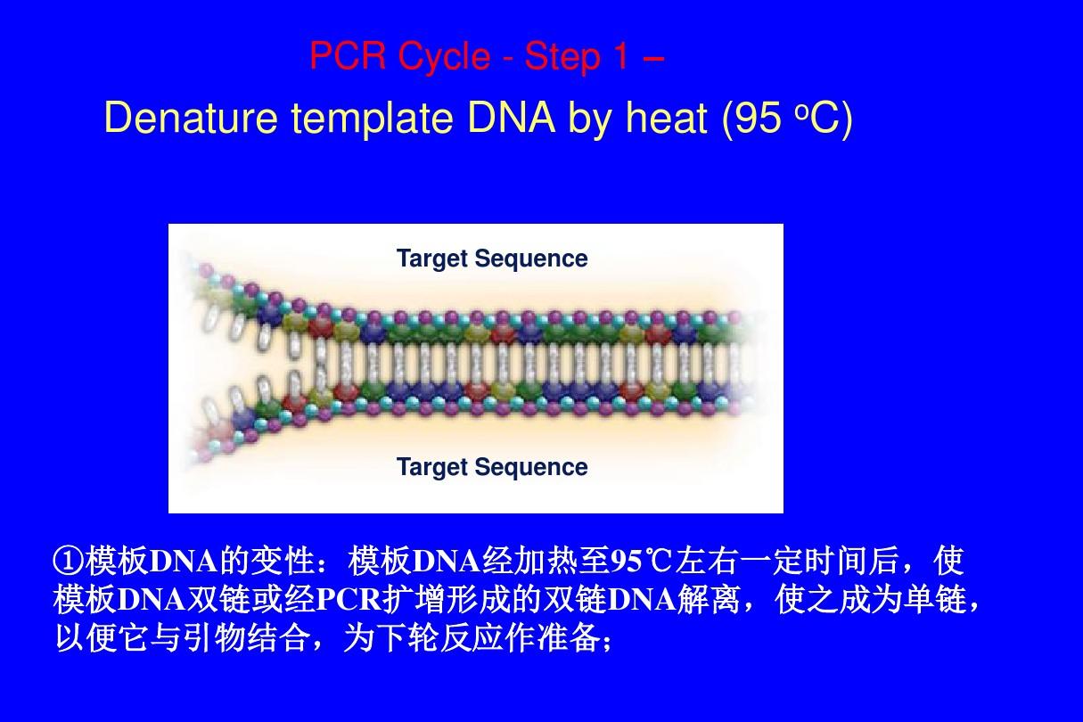 PCR技术及其应用解析