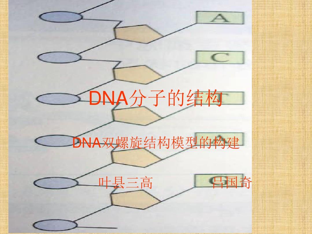 高中生物DNA分子的结构课件