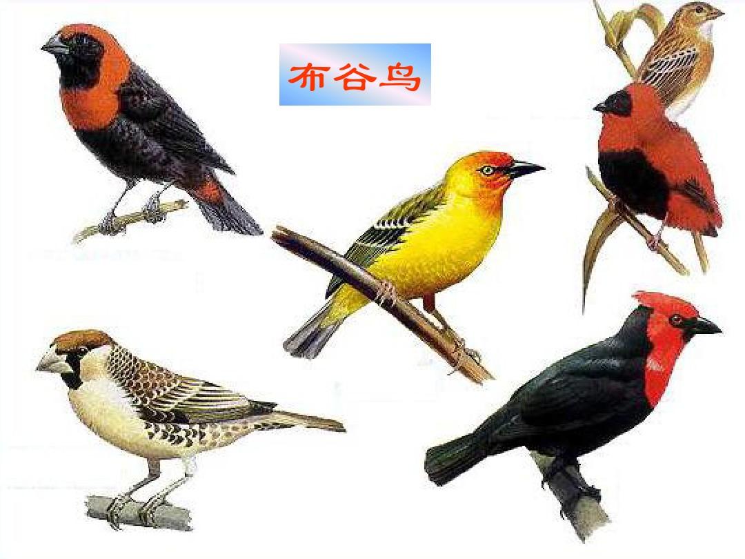 第四节鸟的生殖和发育1(共46张PPT)