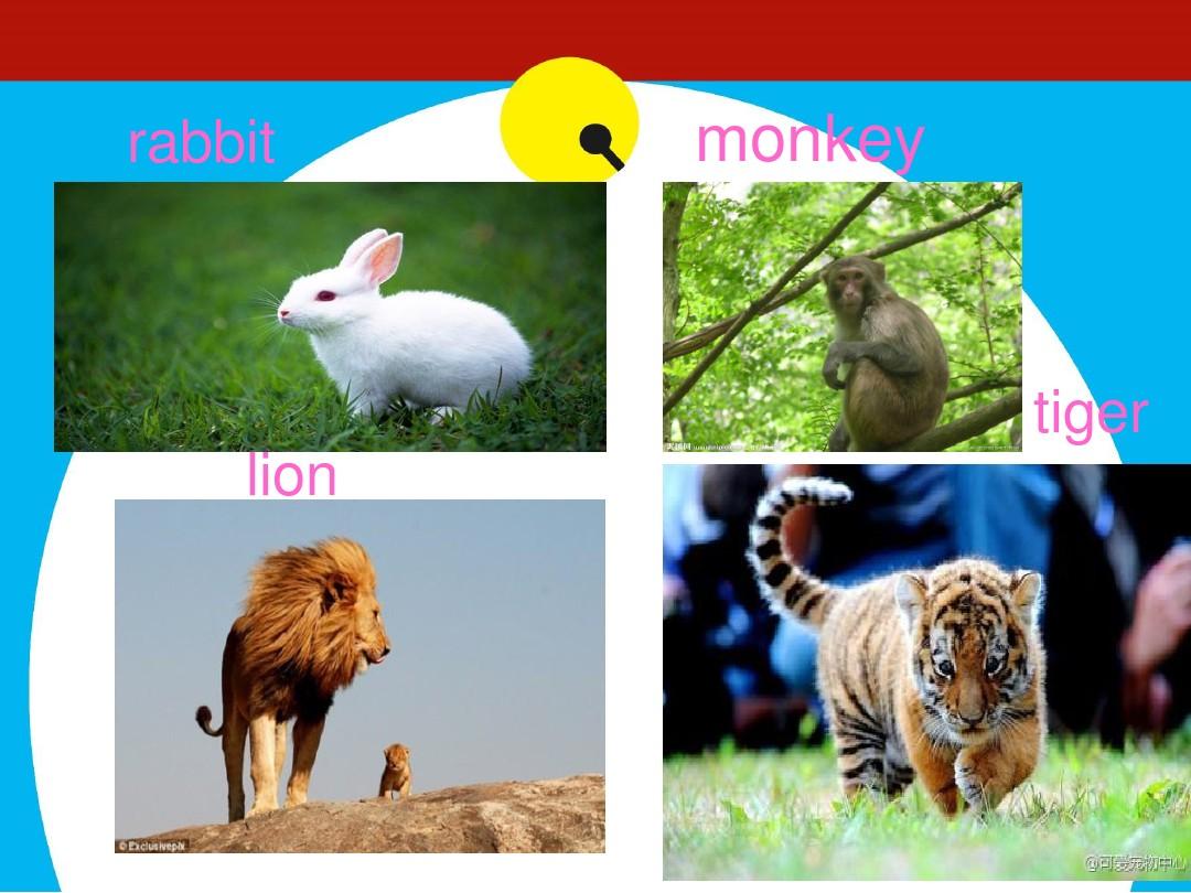 Animals动物 小学三年级英文