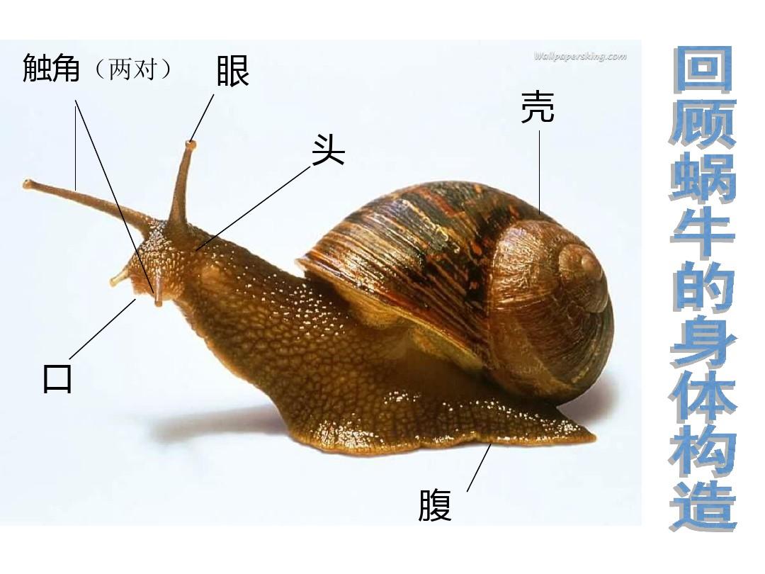 2.3蜗牛(二)