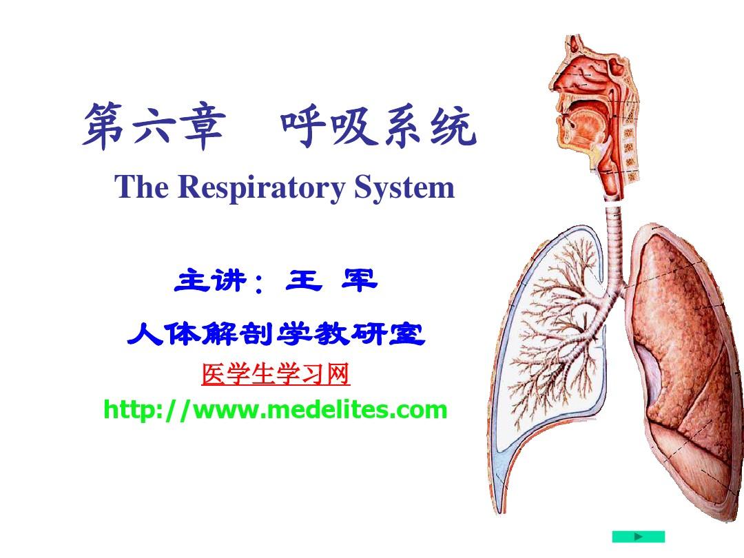 系统解剖学PPT课件---呼吸系统