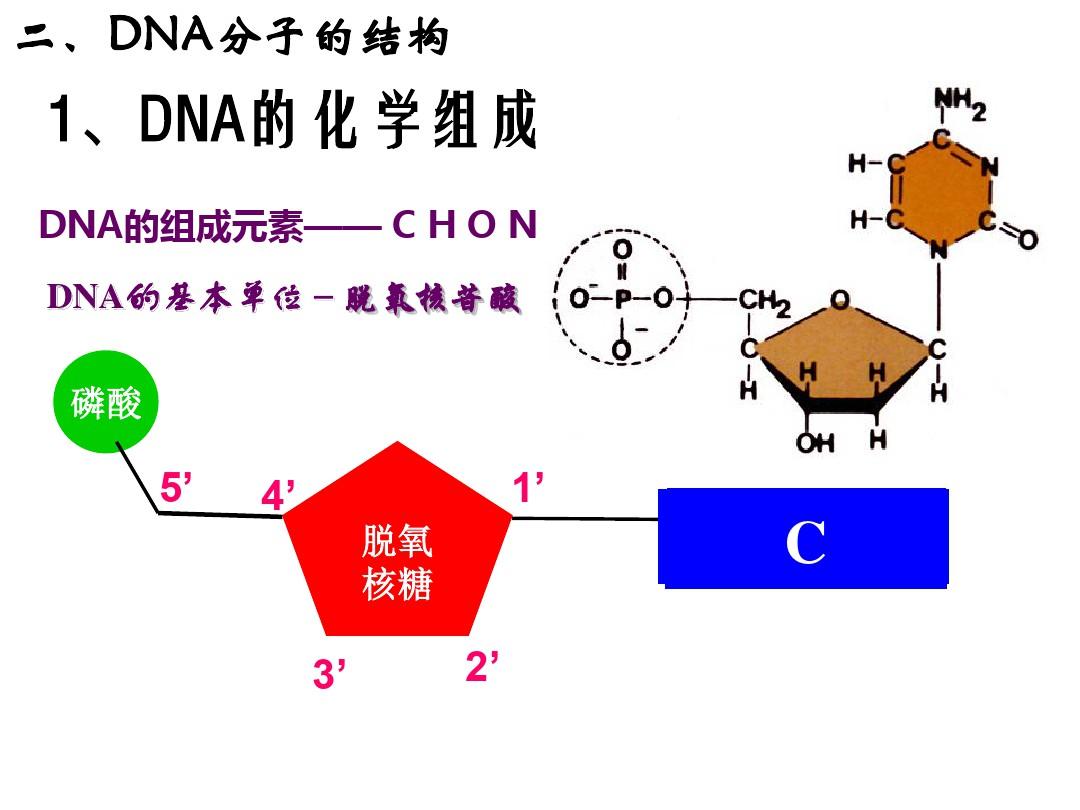 DNA分子结构与复制(复习课)