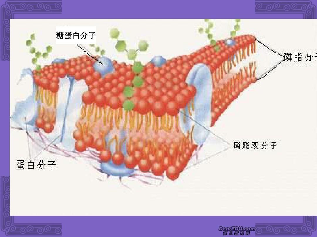 高中生物必修1《分子与细胞》(新人教版)：3.2《细胞的生物膜系统》课件(新人教版必修1)