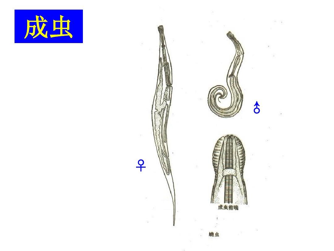 2010 蛲虫、旋毛虫、广州管圆线虫及丝虫