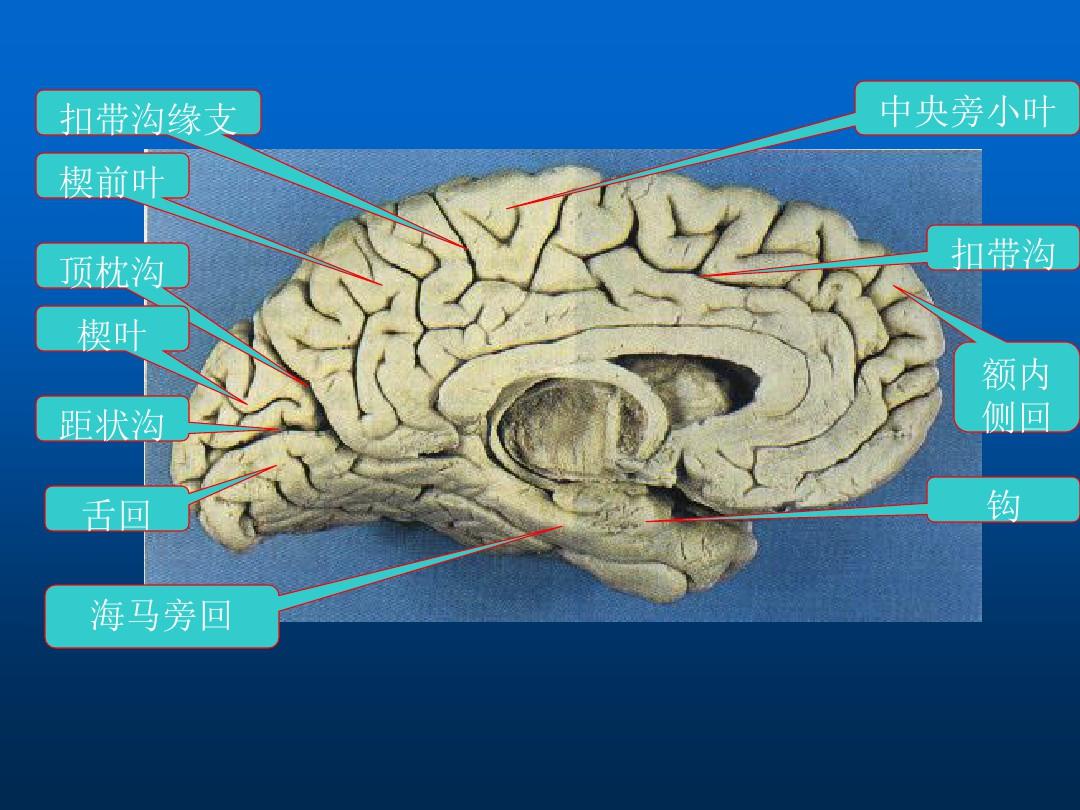 大脑解剖结构入门