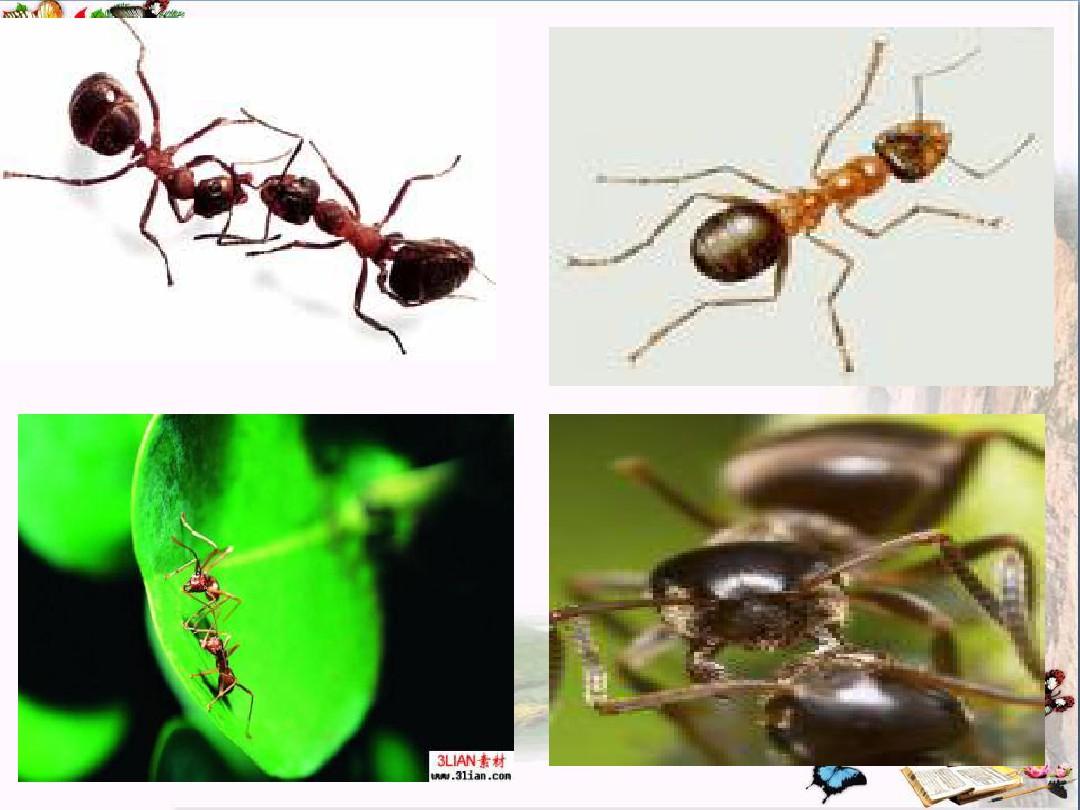 《蚂蚁》 精品PPT课件(共16张)