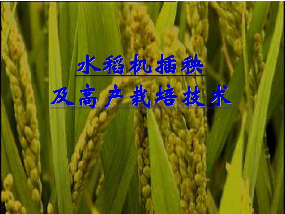 水稻机插秧及高产栽培技术