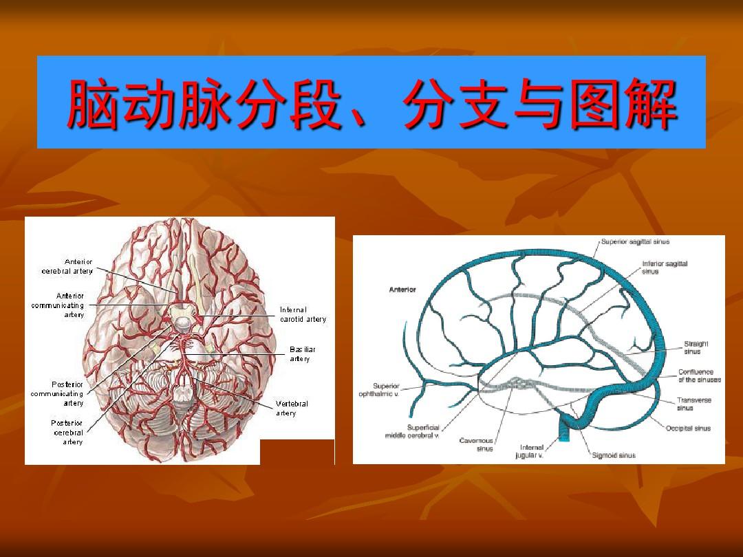脑血管解剖图解