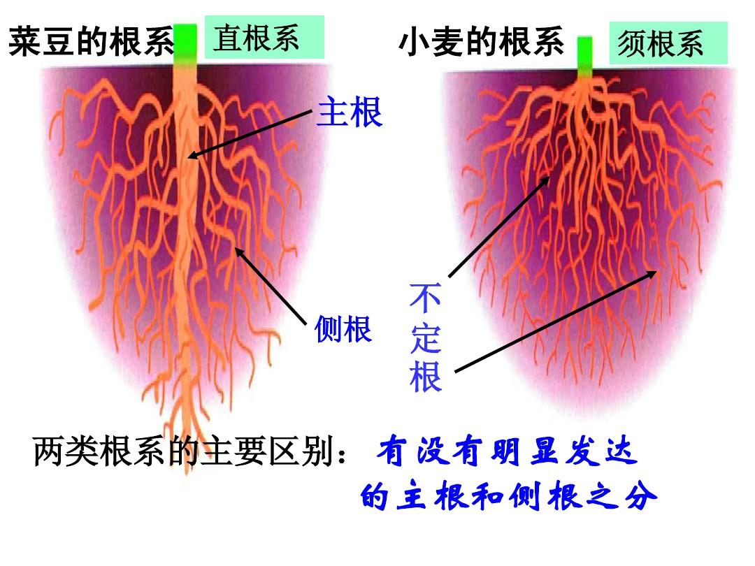 第3节  植物的根与物质吸收(1)
