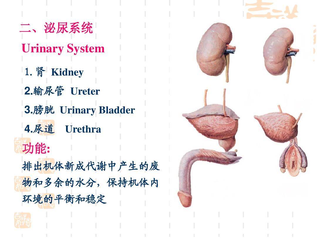 解剖学基础 第05章 泌尿系统