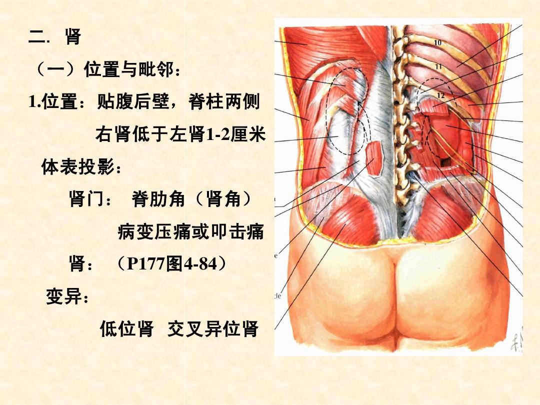 腹膜后间隙解剖