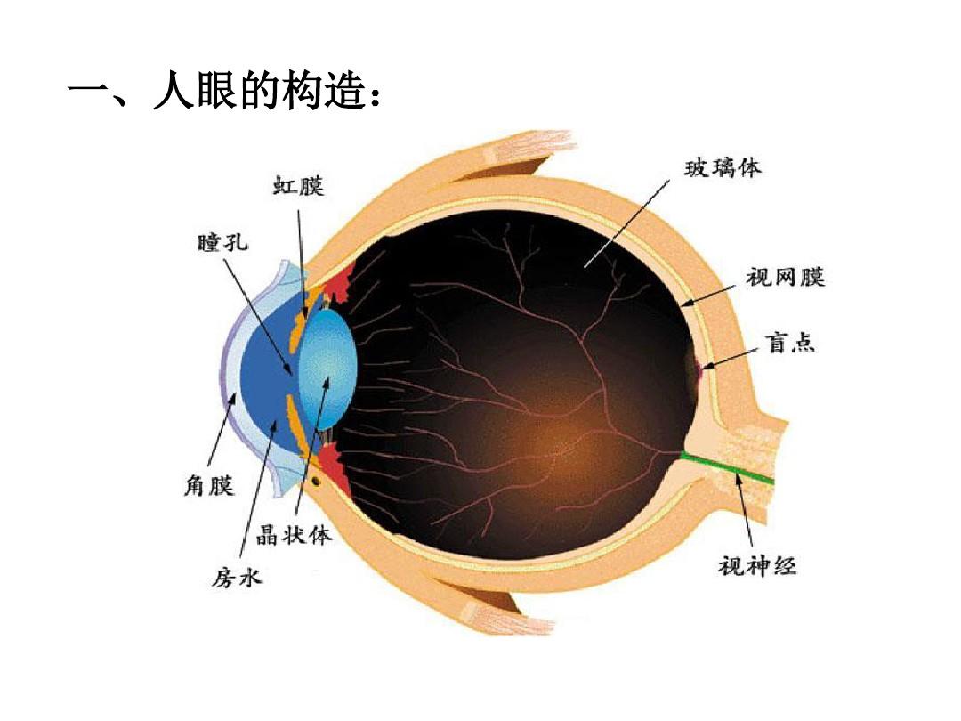 《4.6眼睛与视力矫正》ppt+flash课件