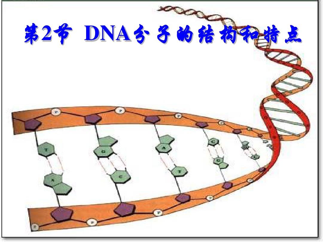 DNA分子的结构和特点