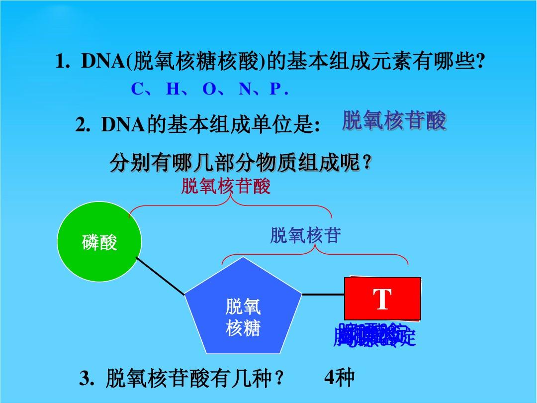 DNA分子的结构和特点
