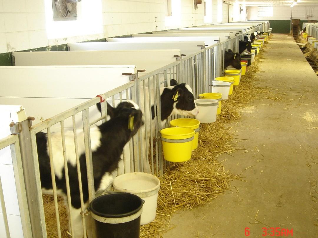 犊牛的饲养管理