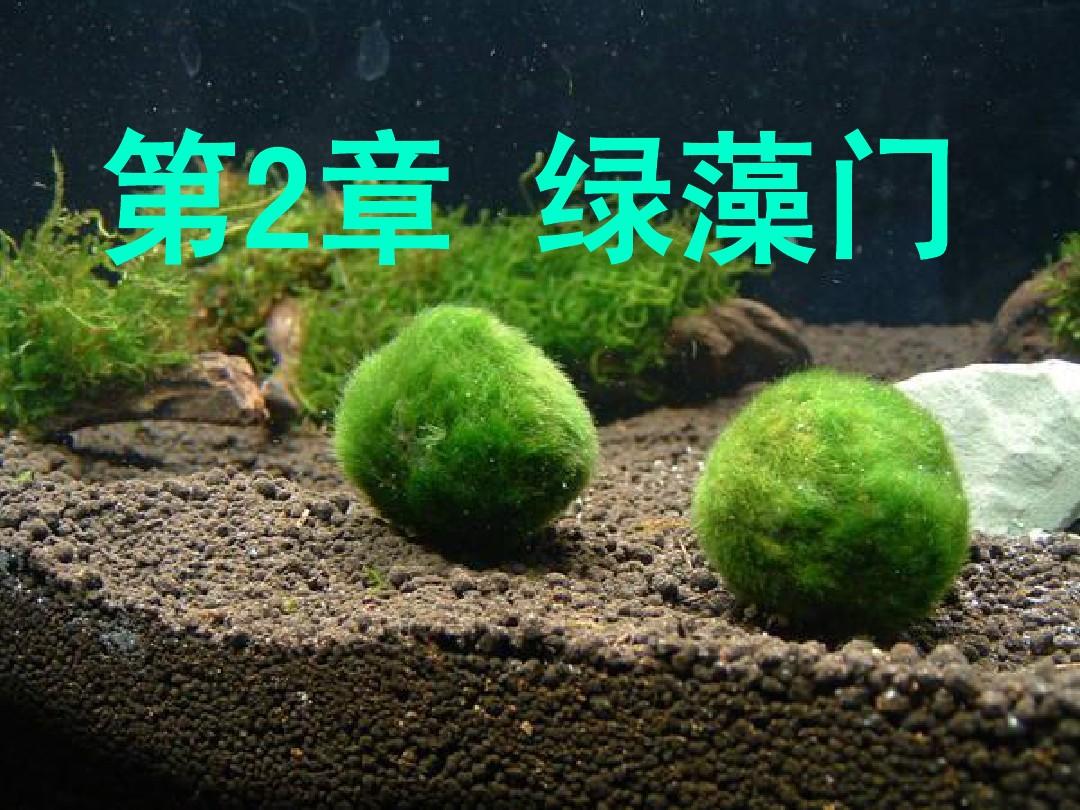 海藻学第二章第一节 绿藻门的形态、分布和经济价值