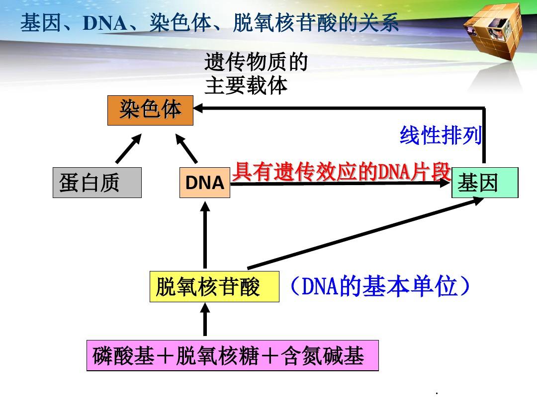 基因工程的原理和技术