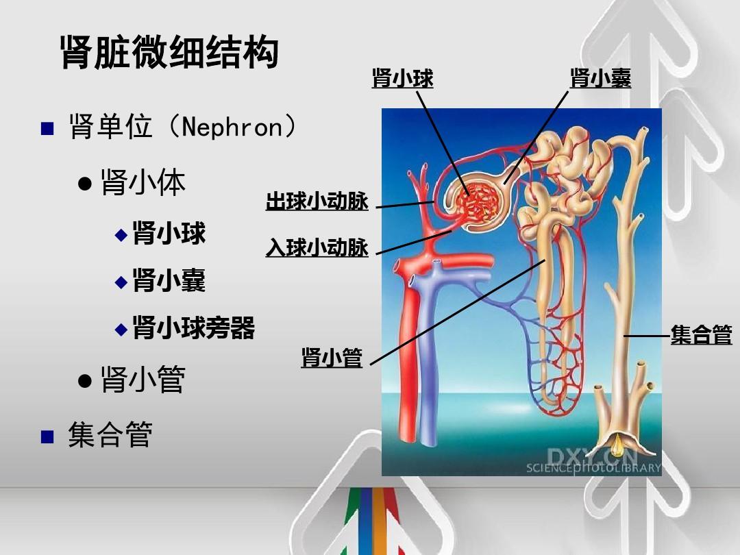 泌尿系统解剖和结构特点