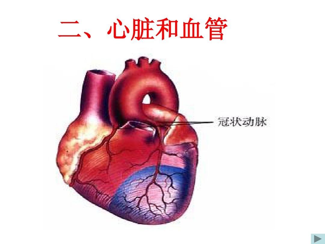 心脏与血液循环