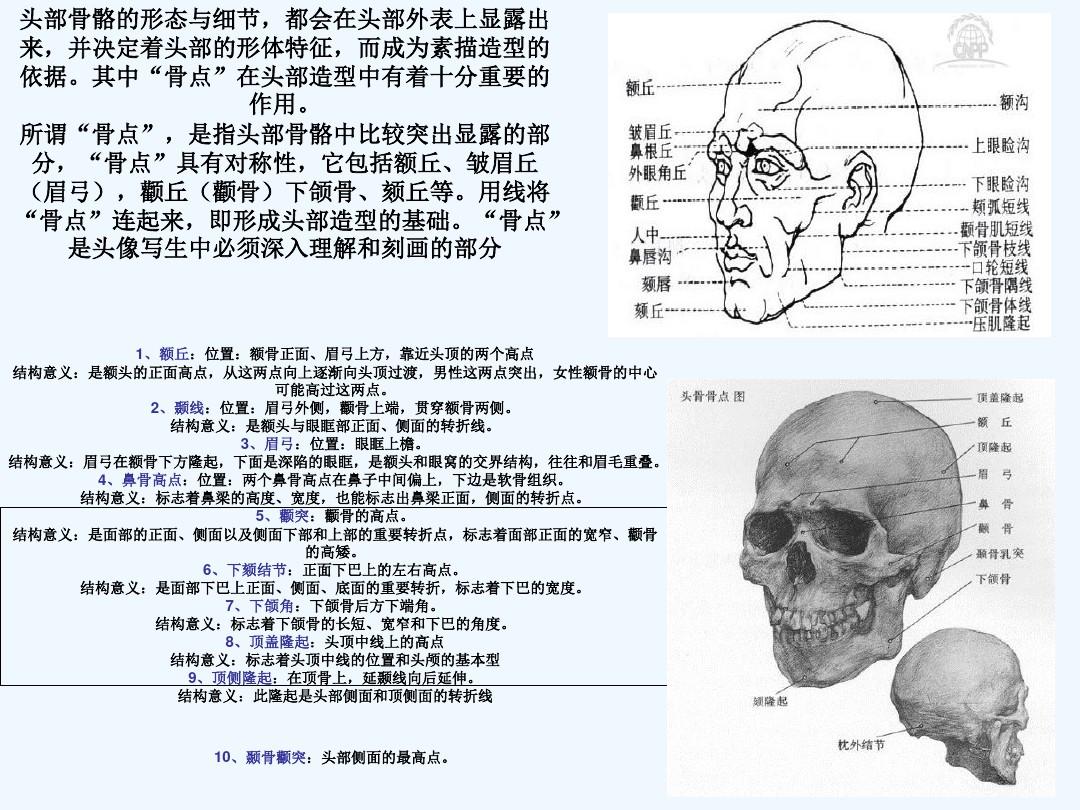 头骨解剖结构及规律 PPT