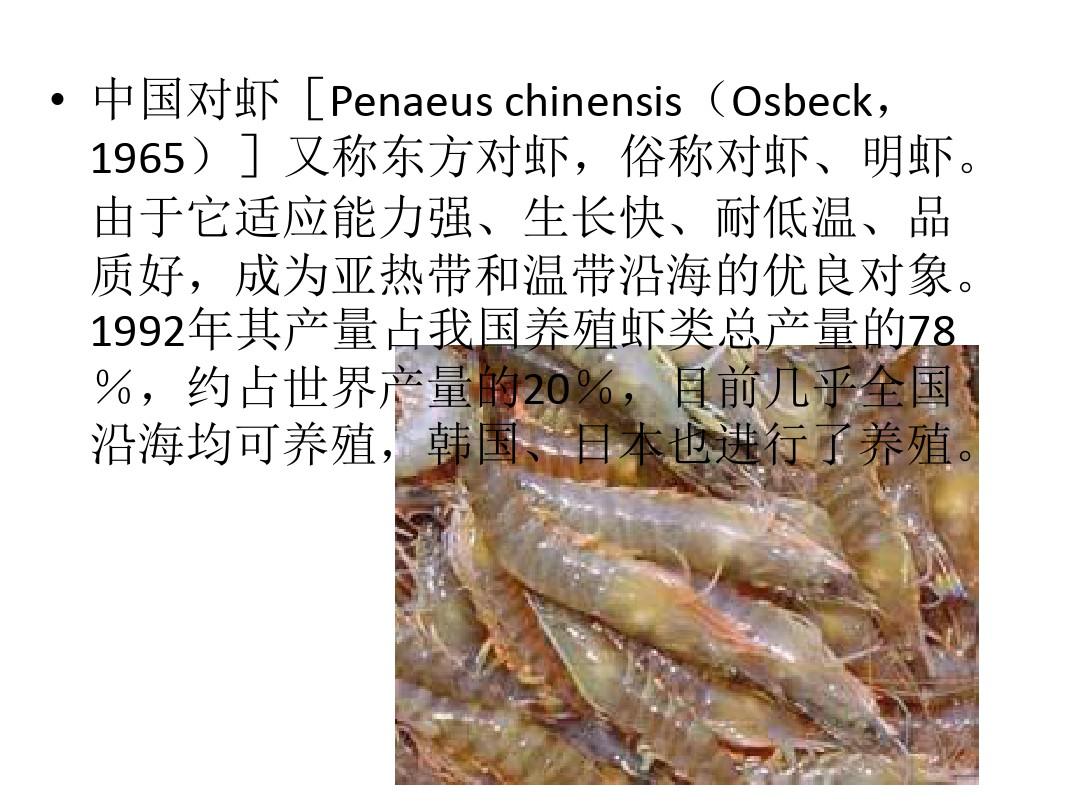中国对虾的养殖