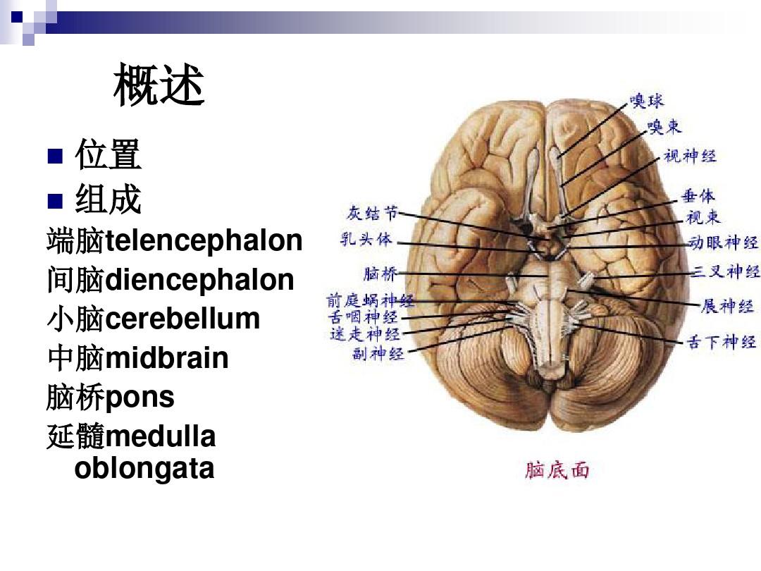 解剖：脑干小脑间脑