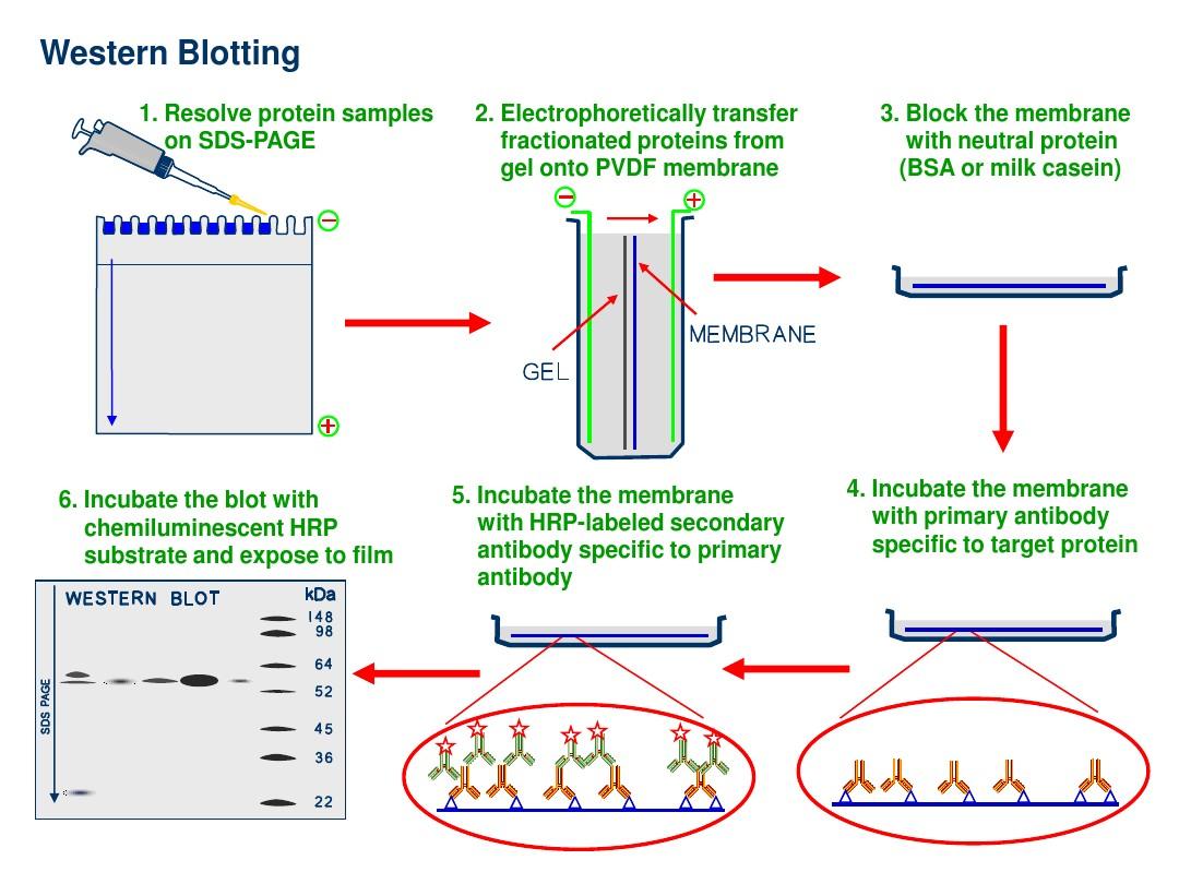 生物化学与分子生物学PPT图片素材-Science_Slide