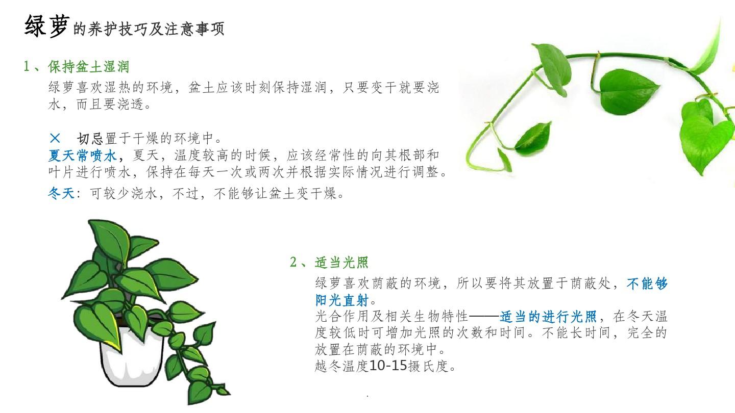 常见绿植养护方法