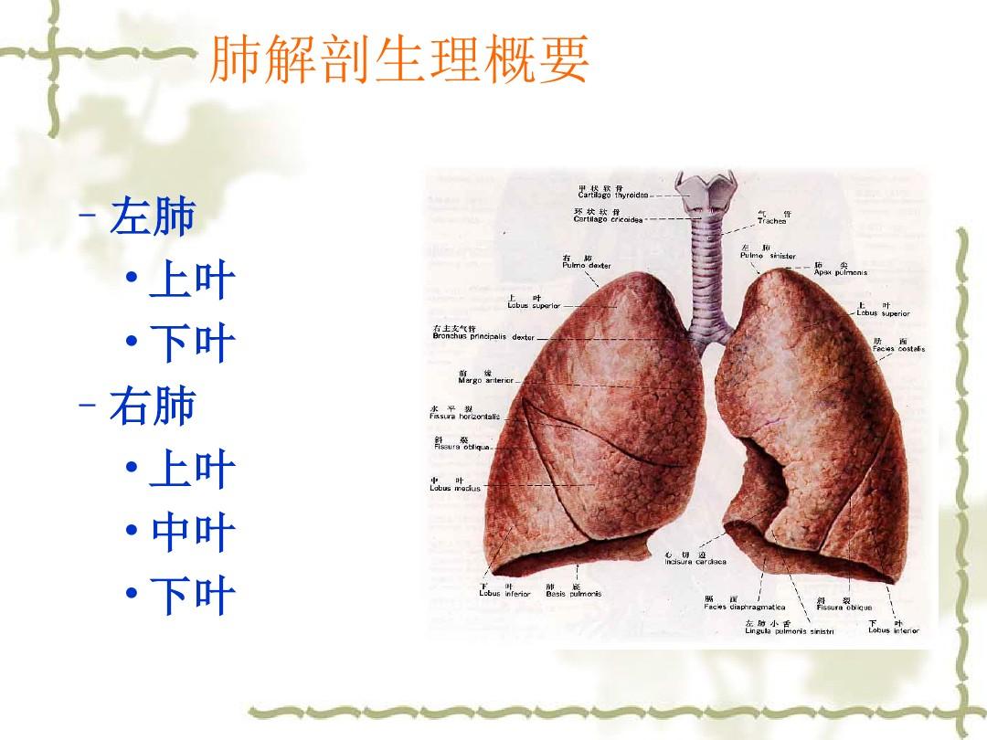 肺癌业务学习PPT课件
