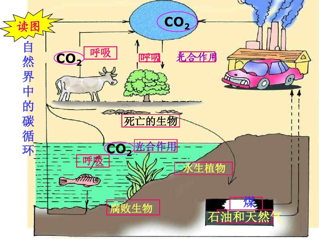 八年级科学自然界中氧和碳的循环2