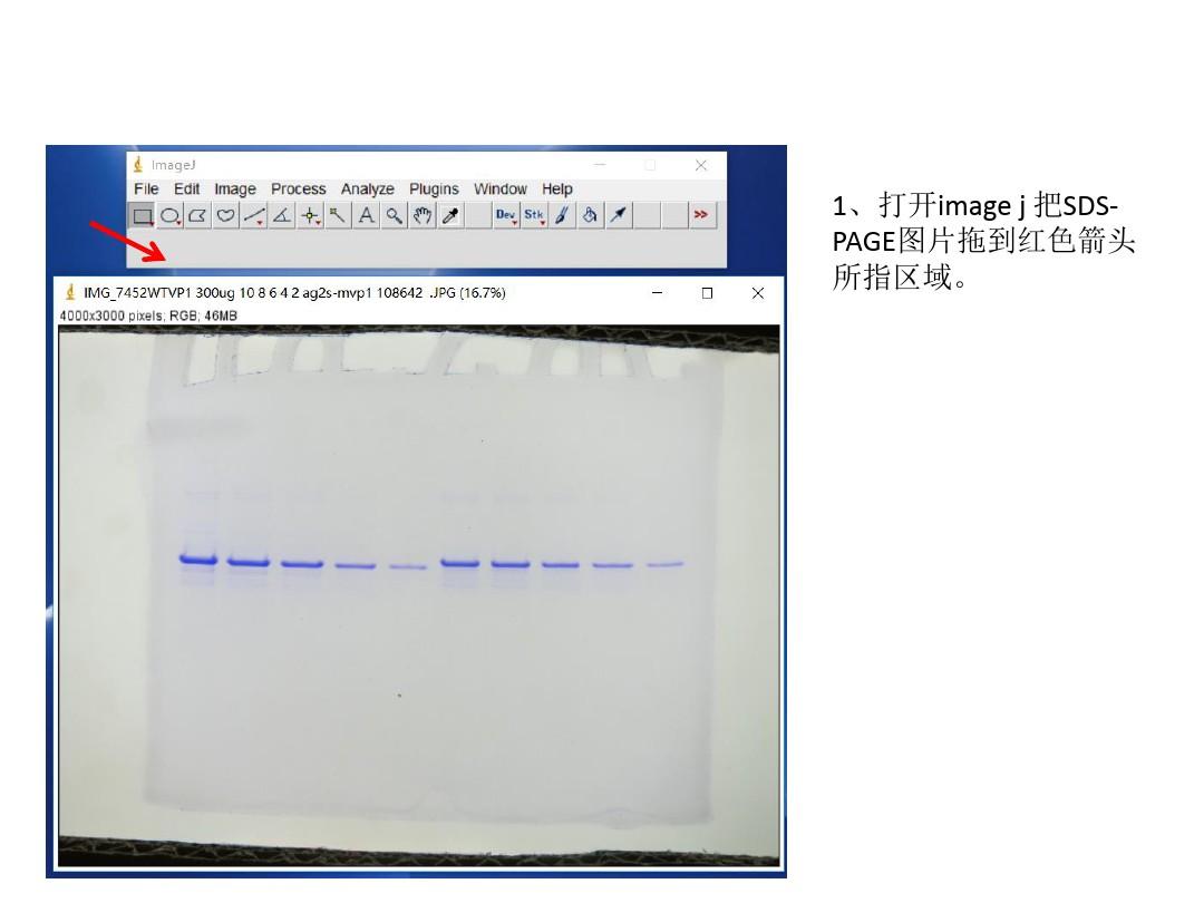 image j对SDS-PAGE灰度分析定量蛋白浓度教学提纲