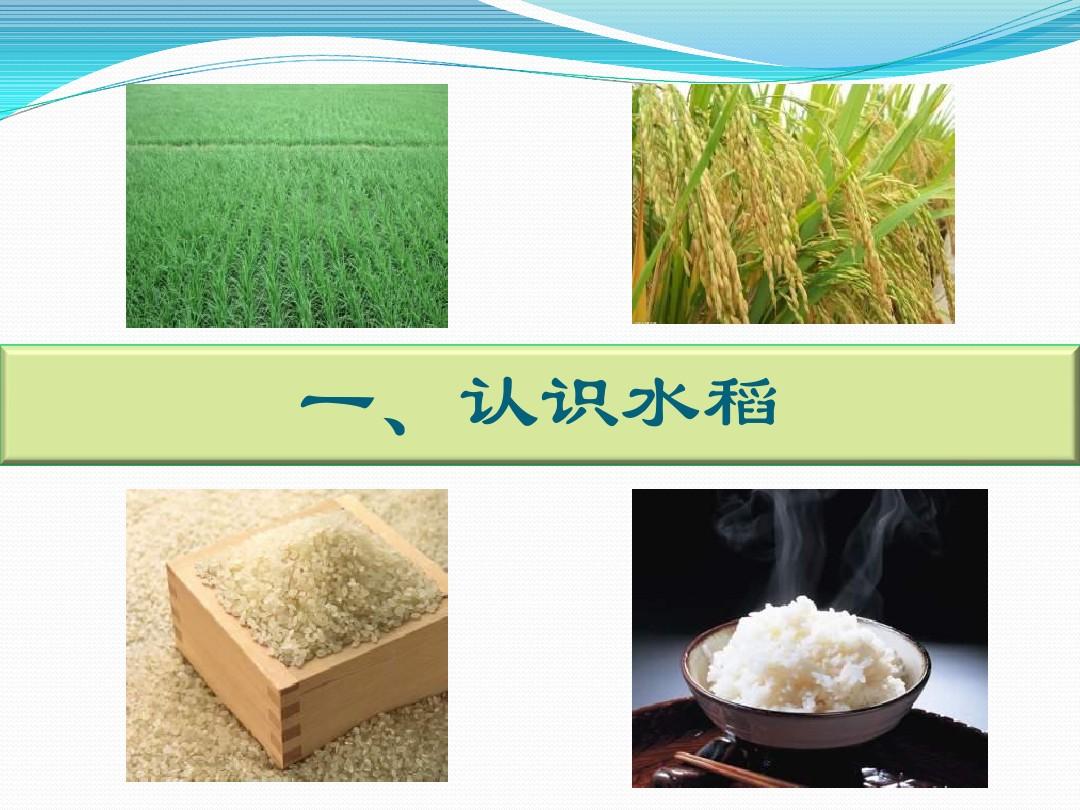 水稻的一生