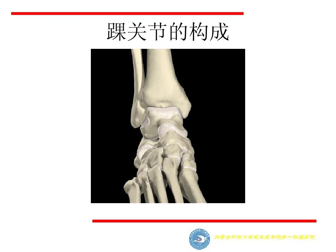 踝关节损伤Danis-Weber分型及其机制