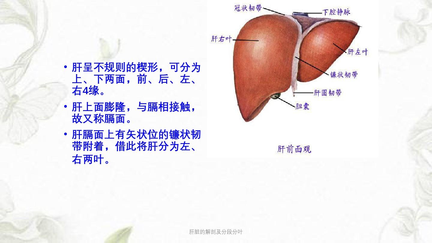 肝脏的解剖及分段分叶ppt课件