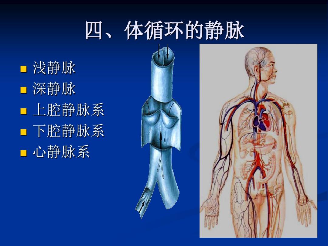人体解剖学脉管系统静脉系统