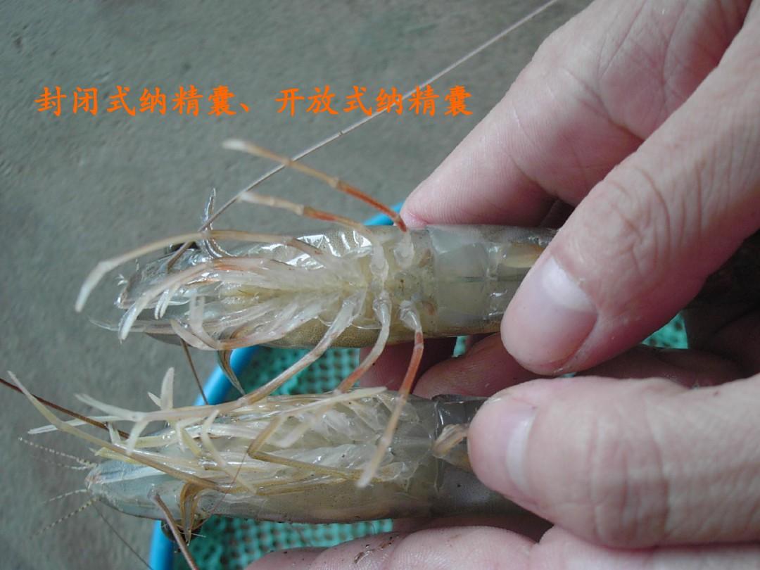 (完整版)虾蟹养殖学(第1章-2)2015