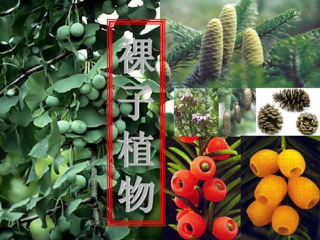 裸子植物分类
