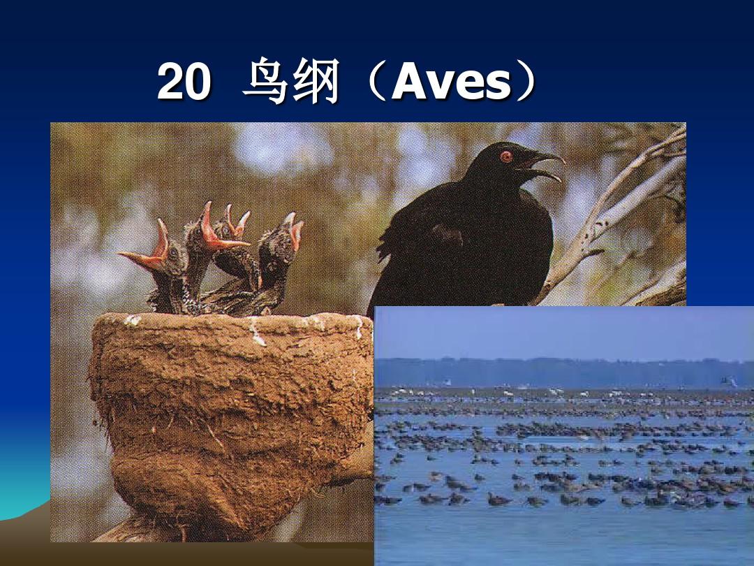 恒温脊椎动物——鸟纲(Aves)