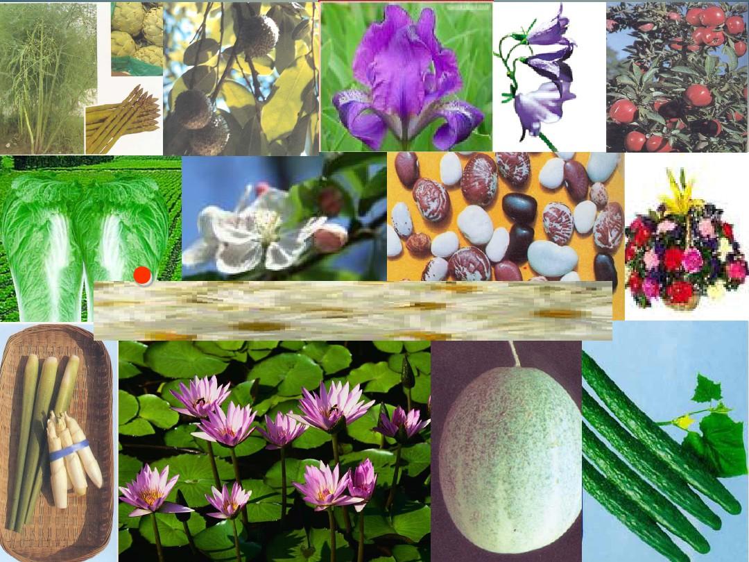【生物技术】第九讲植物种质资源