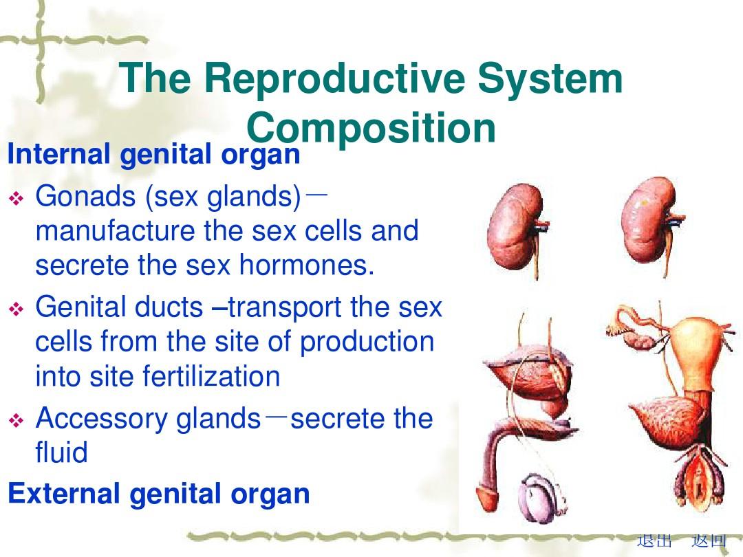 生殖系统