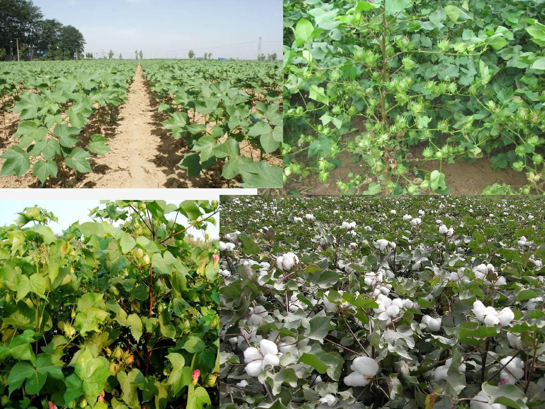 棉花栽培技术